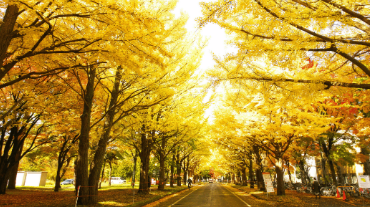 北海道景點 北海道大學