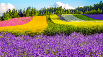 北海道景點 富田花園農場